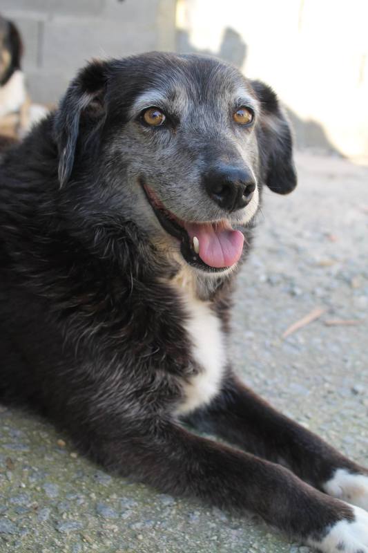 Betty, cadela para adoção na asaast santo tirso