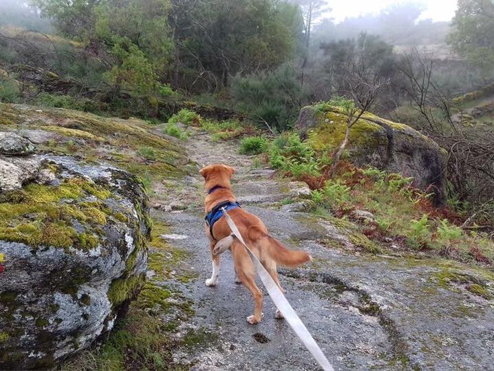 Norris, cão para adoção da asaast, em passeio pelos Trilhos de Portugal